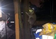 Niecodzienny gość, szop pracz pojawił się w śmietniku