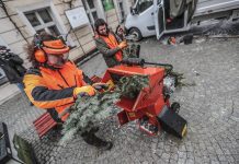 Zielona Góra. Nie wyrzucaj choinki gdzie popadnie. Miasto odbierze drzewka (HARMONOGRAM ZBIÓRKI)