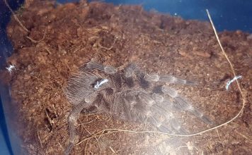 Spacerując znalazła plastikowe pojemniki. Kiedy do nich zajrzała to zamarła. W środku były jadowite pająki (ZDJĘCIA)