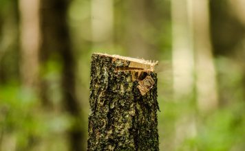 Wyrąbał drzewa i pociął na kawałki. Złodziej wpadł na gorącym uczynku