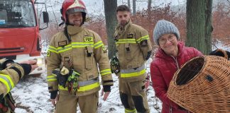 Wigilijna akcja zielonogórskich strażaków. Uratowali kota, który utknął wysoko na drzewie (FILM, ZDJĘCIA)