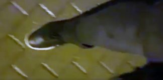 Ślizgawica w Zielonej Górze, na chodnikach jak na lodowisku (FILM CZYTELNIKA)