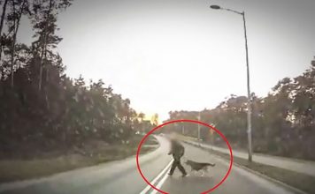 Zielonogórzanka z psem wbiegła pod samochód. Kobiety szukają policjanci (FILM)