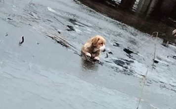 Strażacy uratowali psy, pod którymi załamał się lód na rzece.