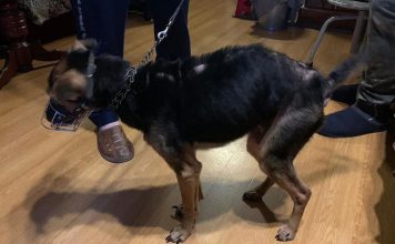 Sadysta głodził psa, bo nie… chciało mu się wychodzić z nim na spacer