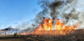 Ogromny pożar traw i trzcin w Nietkowie. Płomienie miały kilka metrów (ZDJĘCIA)