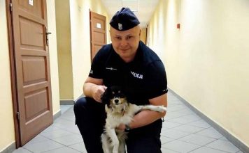 Piesek błąkał się po trasie S3. Zajęli się nim sulechowscy policjanci