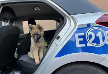 ZIELONA GÓRA Szczeniak zamknięty w nagrzanym samochodzie. Z nieba lał się żar. Policjanci wybili szybę