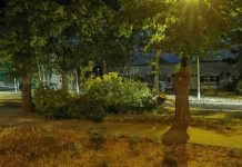 Ogromny konar drzewa runął na ulicę w Zielonej Górze (ZDJĘCIA CZYTELNIKÓW)