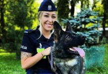 Owczarki Lafi i Dex błyskawicznie dogonią przestępcę. Jeden trafi do Zielonej Góry (ZDJĘCIA)