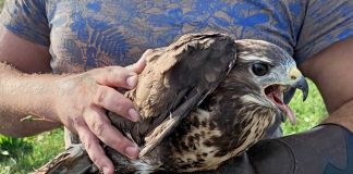 Myszołów leżał w przydrożnym rowie. Pomogli mu policjanci (ZDJĘCIA)