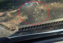 Jechał na rowerze zygzakiem przed radiowozem zielonogórskiej drogówki. Trudno uwierzyć ile wydmuchał