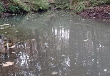 Co się stało z wodą w stawie koło źródełka w lesie w Zielonej Górze. – Ma dziwny kolor – piszą czytelnicy (ZDJĘCIA)