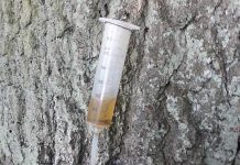 Bulwersujące. Ktoś truje drzewa w Zielonej Górze. O bulwersującej sprawie informuje Janusz Kubicki (ZDJĘCIA)