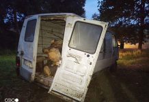 Takich kradzieży może być coraz więcej. Wycinali i kradli drzewa w lesie koło Zielonej Góry. Uciekli spłoszeni (ZDJĘCIA CZYTELNIKA)