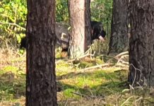 Grzybiarze do właścicieli psów: Trzymajcie je na smyczy w lesie (ZDJĘCIE CZYTELNIKA)