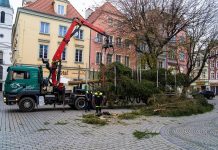 Jest nowa choinka na zielonogórskim deptaku. Piękna