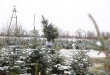 ZIELONA GÓRA Ta plantacja to hit. Sami wybieramy i wycinamy choinkę (ZDJĘCIA)