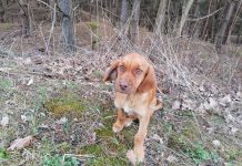 Ktoś wyrzucił psa w lesie w plastikowym związanym worku (ZDJĘCIA)