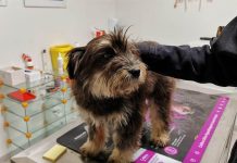 Bulwersujące. 46-latek wyrzucił psa z auta i odjechał (FILM)