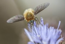 Niektóre wyglądają jak kosmici. Niesamowite zdjęcia owadów z bliska (DUŻO ZDJĘĆ)