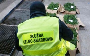 Wpadł z transportem konopi i tabletek ecstasy. Wiózł je z Holandii