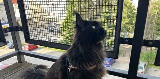 Okropna kradzież w Zielonej Górze. Ukradli pieniądze i kota Ramzes. Właścicielka jest zrozpaczona (ZDJĘCIA)