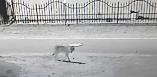 Uwaga! Wilk chodził po miejscowości Wysoka. Był agresywny (ZDJĘCIA)