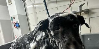 Pieski żyły w odchodach bez jedzenia i wody. Właściciele nic sobie z tego nie robili (ZDJĘCIA)