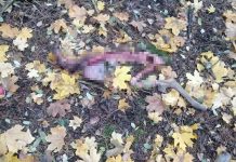Szczątki zjedzonej przez wilka sarenki znalezione w Zielonej Górze (ZDJĘCIA CZYTELNIKA)