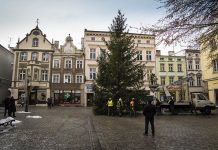 Piękna wielka choinka stoi już na deptaku w Zielonej Górze (ZDJĘCIA)