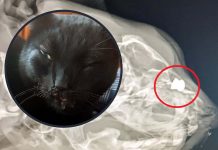 Kolejny kot ostrzelany z wiatrówki w Zielonej Górze. Zwyrodnialec strzelił mu prosto w pyszczek. Jest w ciężkim stanie (ZDJĘCIA)