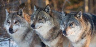 Watach wilków koło dwóch miejscowości. Jest ostrzeżenie dla mieszkańców. Unikać spacerów w lesie