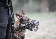 Tedi ciężko zachorował. Odszedł. Żegnają go zasmuceni zielonogórscy policjanci