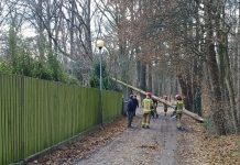 Wichura łamie drzewa w Zielonej Górze. Drzewo upadło na samochód. W akcji strażacy oraz ZGK (ZDJĘCIA)