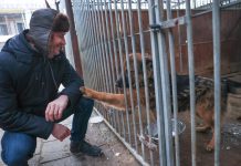 Ta akcja rozrywa serce. Przytul psa ze schroniska w Zielonej Górze (FILM, ZDJĘCIA)