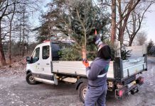 Zielona Góra. Ekopatrol wyruszył po nasze choinki. Wystawiamy je przy śmietnikach