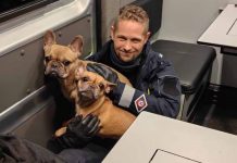 Zielona Góra. Buldożki francuskie są już w swoim domu