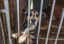 Zielona Góra. Piękna akcja przytul psiaka bezdomniaka i ogrzej w domu