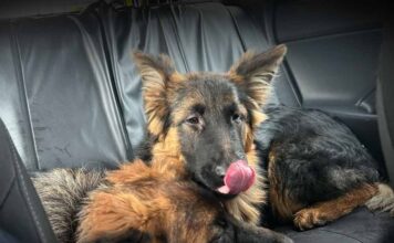 Dwa owczarki biegały po drodze. Zajęli się nimi policjanci zielonogórskiej drogówki (ZDJĘCIA)