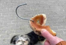 Uważajcie na psy. Teraz mortadela naszpikowana drutem rozrzucona w Zielonej Górze