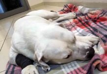 Jazz po operacji. Zjadł kiełbasę naszpikowaną drutem na osiedlu w Zielonej Górze