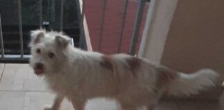 Zielona Góra. Cały czas trwają poszukiwania suczki Bezy