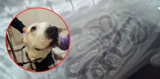 Uwaga. Ktoś próbuje zabijać psy na osiedlu w Zielonej Górze. Jest już ofiara