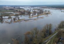 Tak wylała Odra koło Cigacic. Przekroczone stany alarmowe (FILM, ZDJĘCIA)