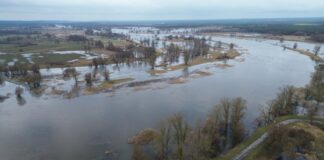 Tak wylała Odra koło Cigacic. Przekroczone stany alarmowe (FILM, ZDJĘCIA)