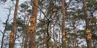 W Zielonej Górze zamontowano 100 nowych budek dla ptaków i nietoperzy