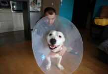 Zielona Góra. Zwyrodnialec w okropny sposób chce zabijać psy. Jazz ledwo przeżył (FILM, ZDJĘCIA)