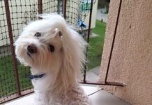 Absurd w Zielonej Górze. Wezwali policję, bo pies zrobił siku na trawę