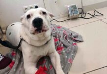 Zielona Góra. Zwierzęta umierają, bo nie ma całodobowej opieki weterynaryjnej. Jest petycja